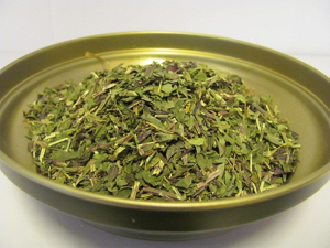 Menta piperita