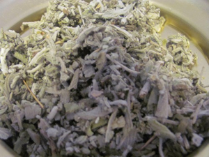 Salvia